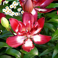 5x 0 Lilien Lilium 'Double Sensation' rot-weiβ - Alle beliebten Blumenzwiebeln