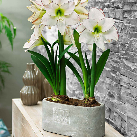 Amaryllis Hippeastrum 'Picotee' weiβ - Alle beliebten Blumenzwiebeln