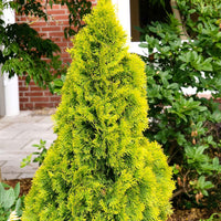 Lebensbaum Thuja 'Golden Smaragd' - Winterhart - Bäume