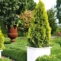 Lebensbaum Thuja 'Golden Smaragd' - Winterhart - Gartenpflanzen