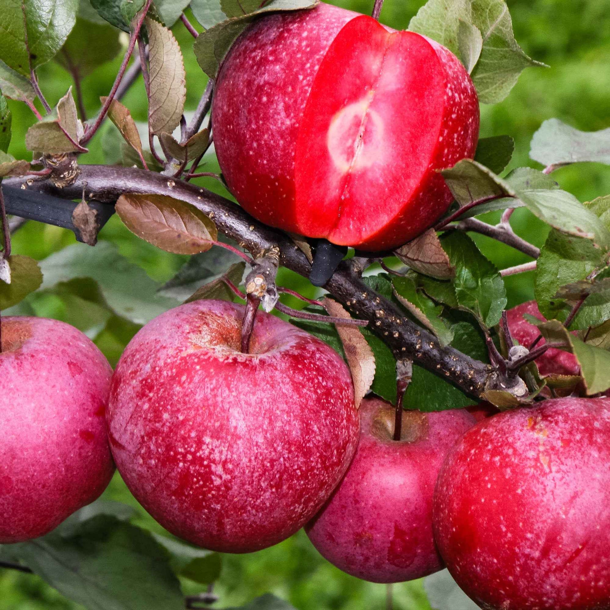 Apfelbaum Malus ‘Marisa‘ - Winterhart - Gartenpflanzen