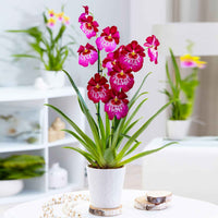 Stiefmütterchen Orchidee Miltoniopsis 'Red Tide' Rosa-Rot - Beliebte blühende Zimmerpflanzen
