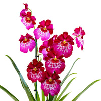 Stiefmütterchen Orchidee Miltoniopsis 'Red Tide' Rosa-Rot - Nach Trends
