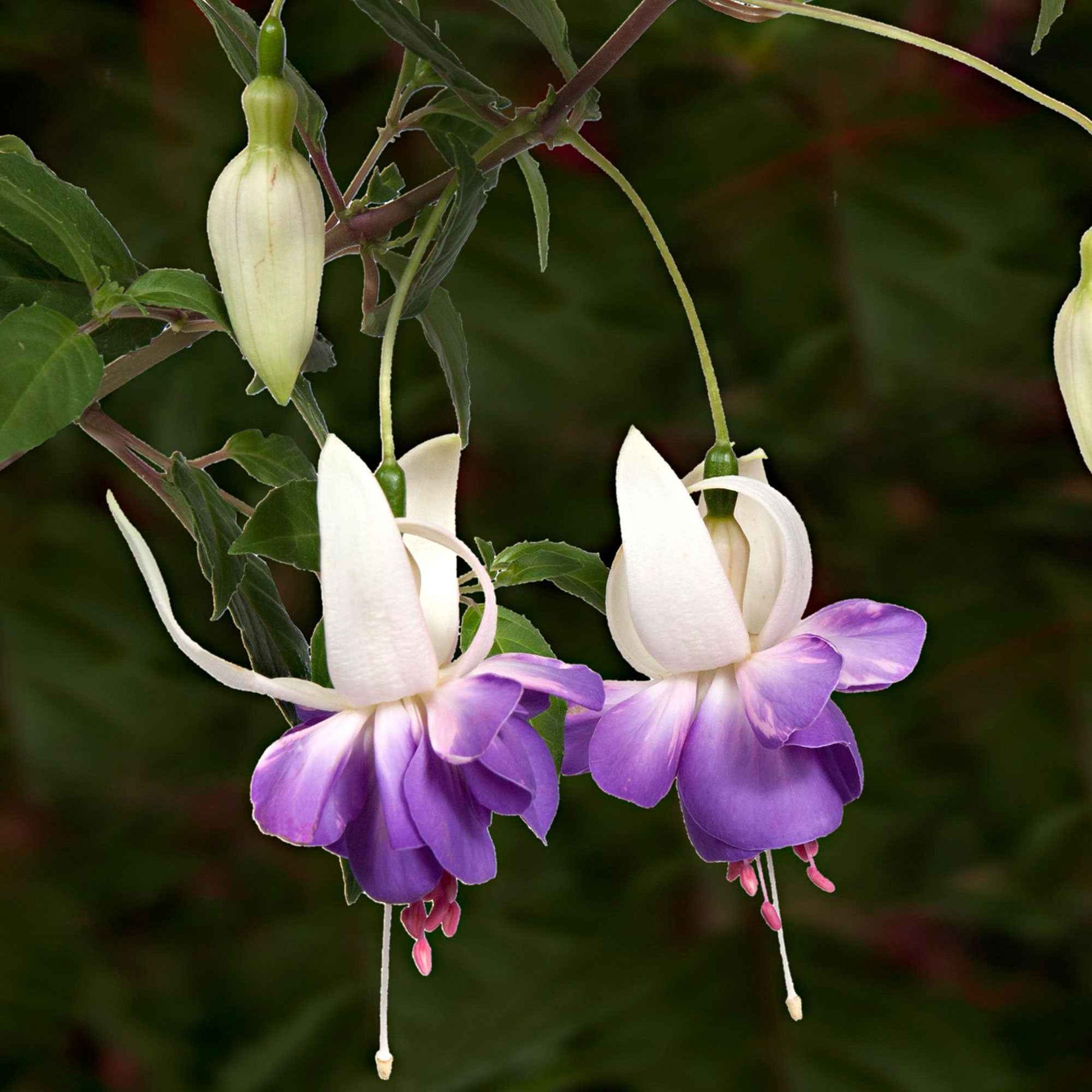 3x Fuchsia 'Delta Sarah' lila-weiβ - Winterhart - Blühende Gartenpflanzen