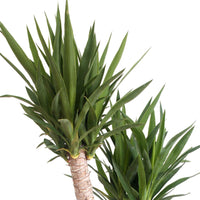 Palmlilie Yucca elephantipes XL 3 Stämme - Grüne Zimmerpflanzen