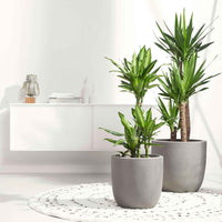 Palmlilie Yucca elephantipes XL 3 Stämme - Große Zimmerpflanzen