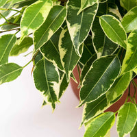 2x Birkenfeige Ficus benjamina 'Kinky' - Nach Trends