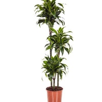 Drachenblutbaum Dracaena 'Dorado' - Beliebte grüne Zimmerpflanzen