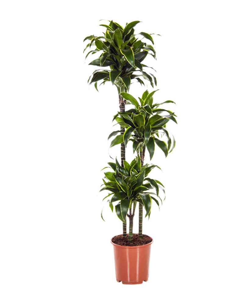 Drachenblutbaum Dracaena 'Dorado' - Beliebte grüne Zimmerpflanzen