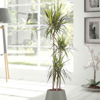 Drachenblutbaum Dracaena 'Magenta' - Badezimmerpflanzen