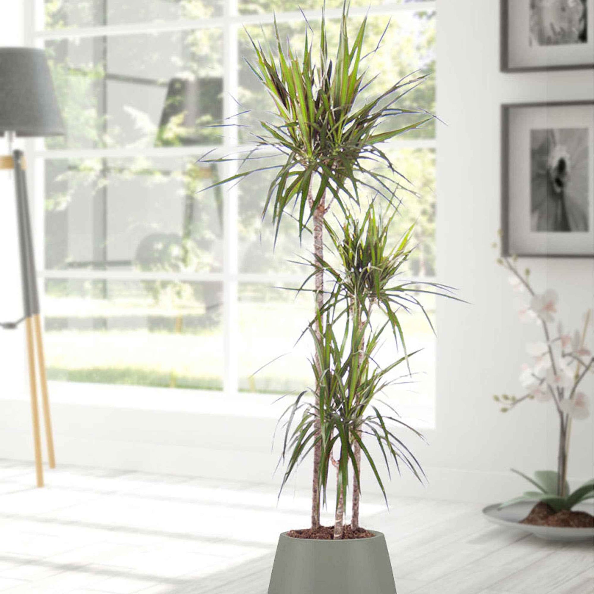 Drachenblutbaum Dracaena 'Magenta' - Beliebte grüne Zimmerpflanzen