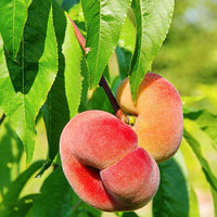 Wilder Pfirsichbaum Prunus ‘Donut‘ - Winterhart - Obstbäume