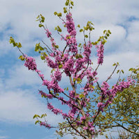 Wilder Pfirsichbaum Prunus ‘Donut‘ - Winterhart - Obst