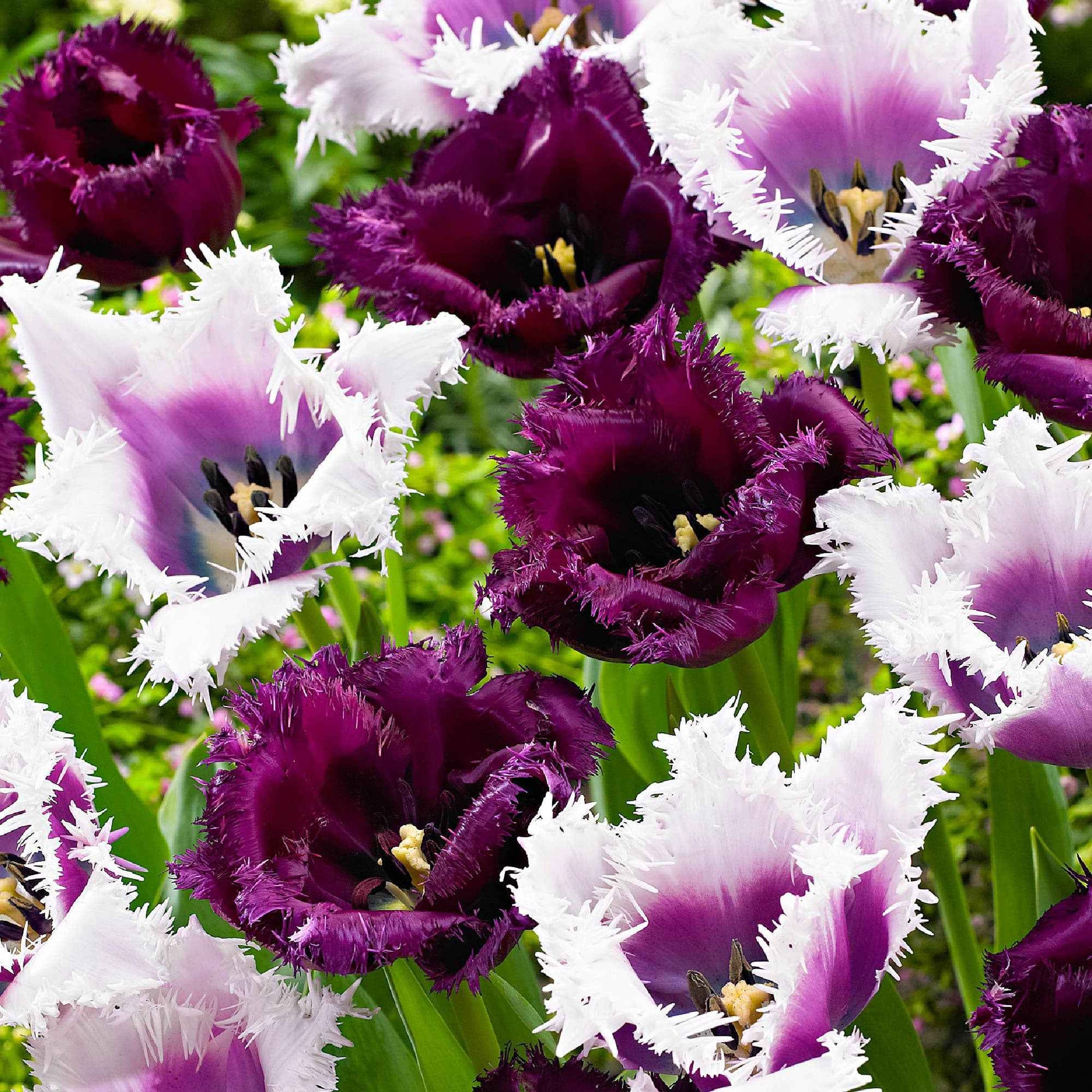 15x Tulpen Tulipa - Mischung 'Van Gogh' lila-weiβ - Alle beliebten Blumenzwiebeln