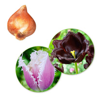 15x Tulpen Tulipa - Mischung 'Van Gogh' lila-weiβ - Alle Blumenzwiebeln