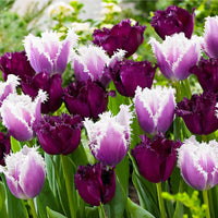 15x Tulpen Tulipa - Mischung 'Van Gogh' lila-weiβ - Beliebte Blumenzwiebeln