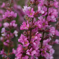 Großer Katzenschwanz Lythrum salicaria lila biologisch - Winterhart - Bienen- und schmetterlingsfreundliche Pflanzen