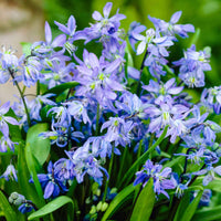250x Sibirische Blausterne XL Paket Blau - Mehr Blumenzwiebeln