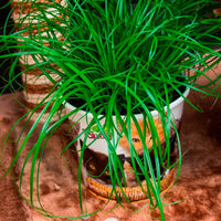 Katzengras Cyperus 'Zumula' - Grüne Zimmerpflanzen