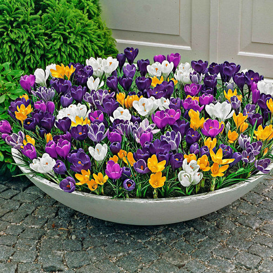 250x Großblumige Krokusse - Mischung 'More Flowers' - Alle beliebten Blumenzwiebeln