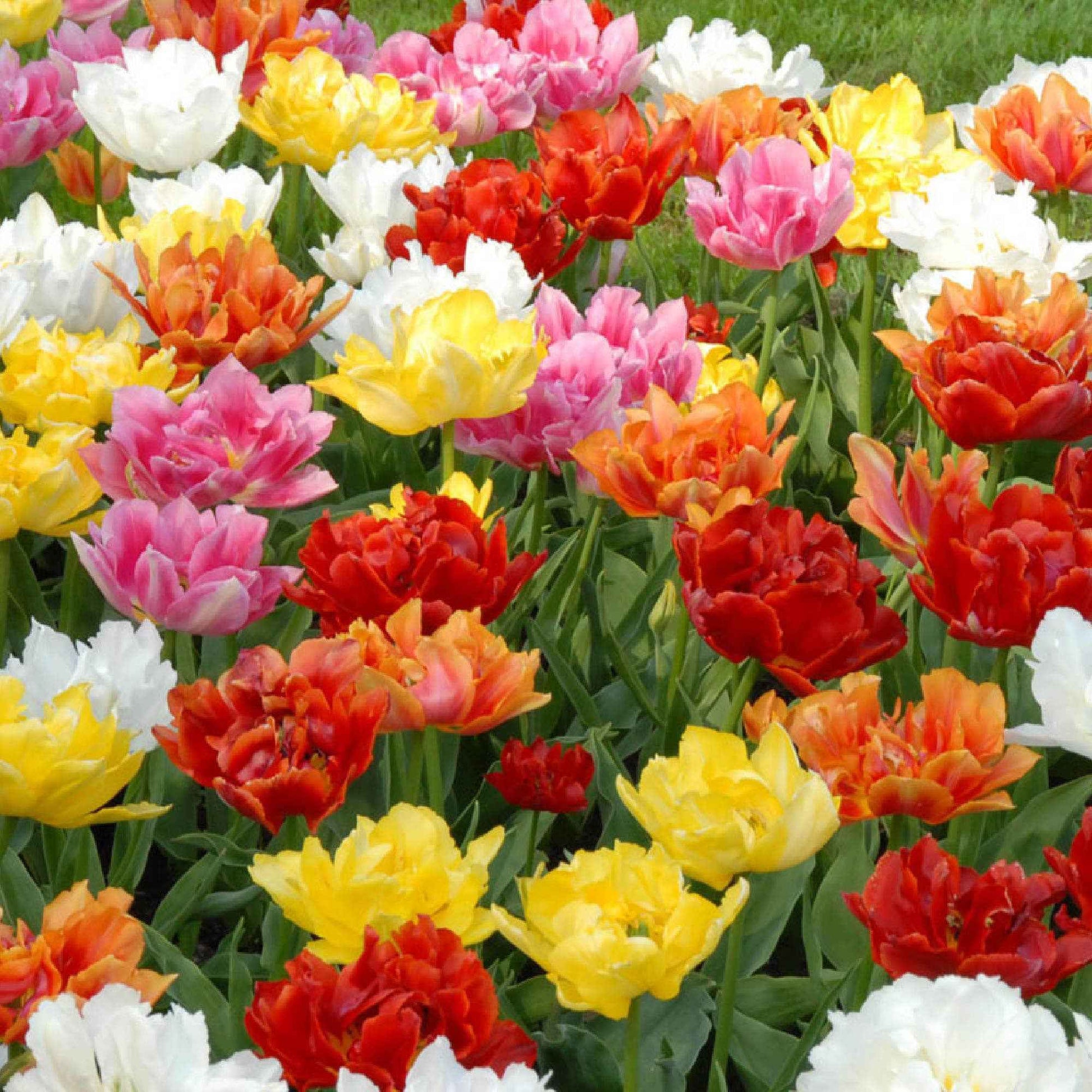 Gefüllte, früh blühende Tulpen gemischt XL Paket - Alle beliebten Blumenzwiebeln