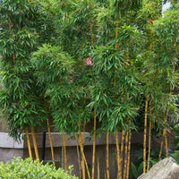 Bambus Phyllostachys gelb-grün - Winterhart - Alle Gartenstauden