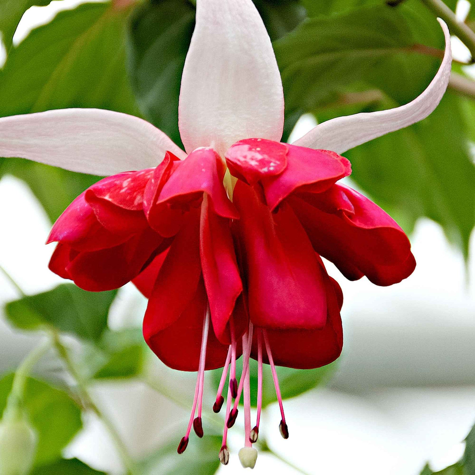 3x Doppelblütler Fuchsia 'Seventh Heaven' rot-weiβ - Balkonpflanzen