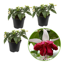 3x Doppelblütler Fuchsia 'Seventh Heaven' rot-weiβ - Blühende Gartenpflanzen