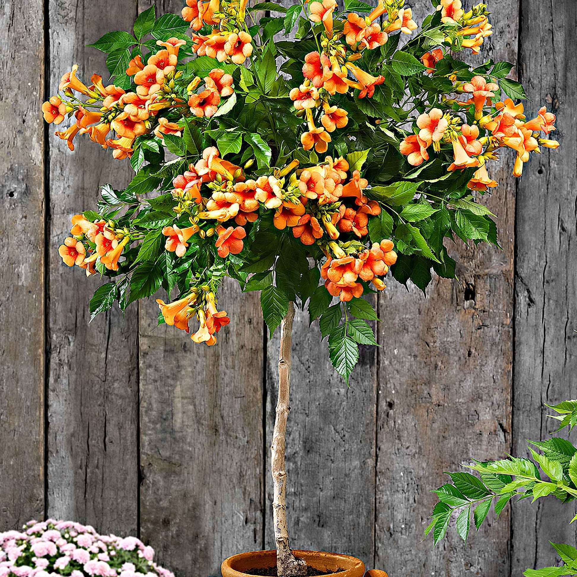Trompetenblume Campsis 'Indian Summer' Auf einem Stamm orange - Gartenpflanzen