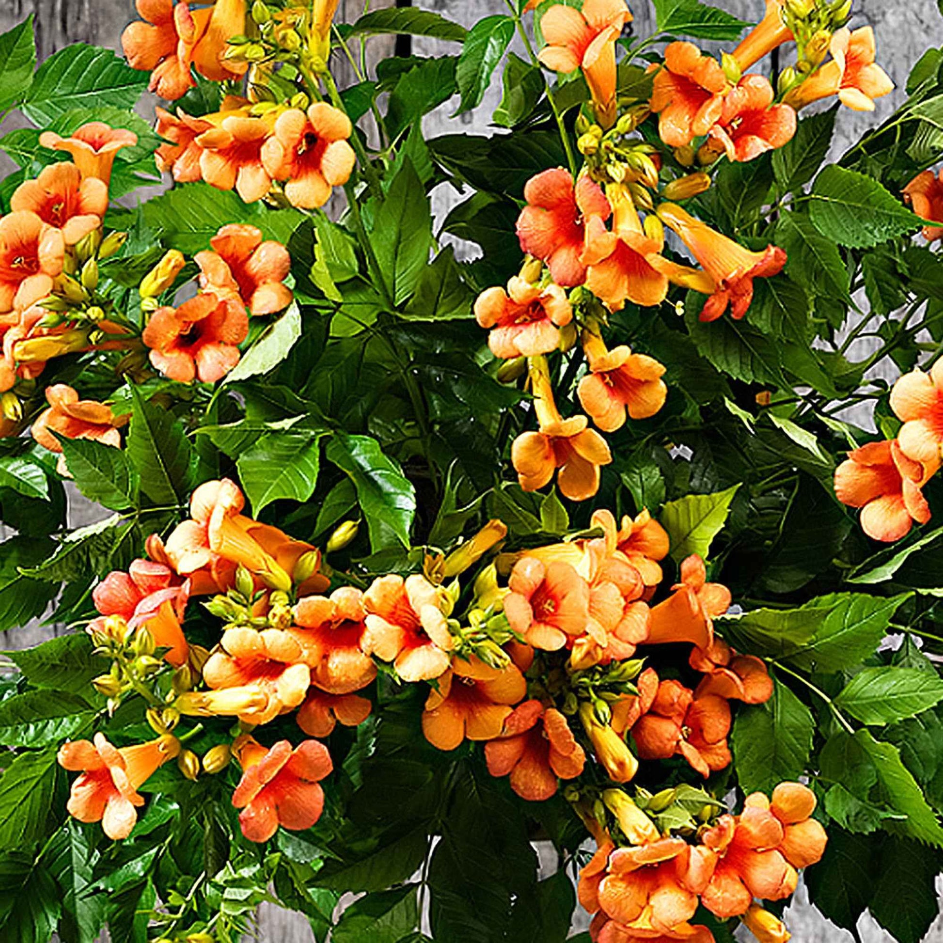 Trompetenblume Campsis 'Indian Summer' Auf einem Stamm orange - Kletterpflanzen
