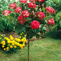 Stammrose Rosa 'Nostalgie'®  Mehrfarbig - Winterhart - Gartenpflanzen