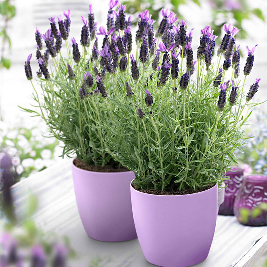 Lavendel Lavandula 'Anouk' Lila - Winterhart - Alle Gartenstauden