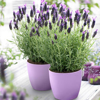 Lavendel Lavandula 'Anouk' Lila - Winterhart - Bienen- und schmetterlingsfreundliche Pflanzen