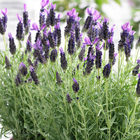Lavendel Lavandula 'Anouk' Lila - Winterhart - Blühende Gartenpflanzen