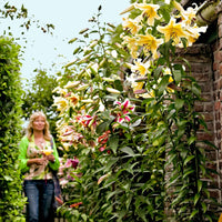 5x Lilie Lilium - Mischung 'Sky High' - Blumenzwiebeln Sommerblüher