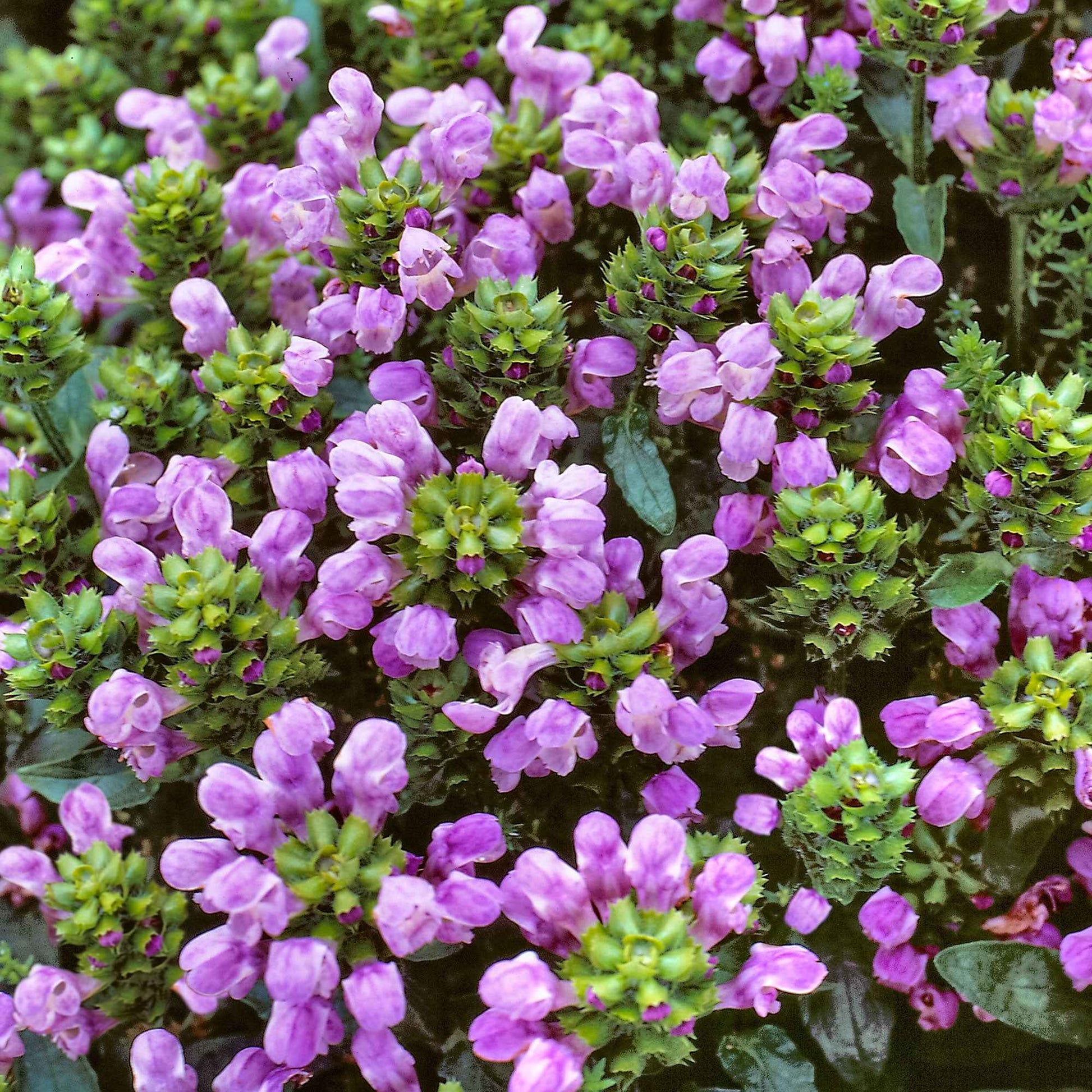 6x Braunelle Prunella grandiflora lila - Winterhart - Bodendecker