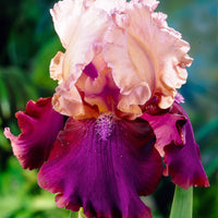 3x Bartiris 'Burgemeister' rosa-lila - Wurzelnackte Pflanzen - Winterhart - Iris blumenzwiebeln