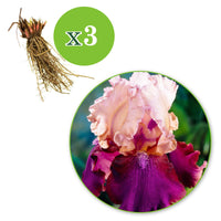3x Bartiris 'Burgemeister' rosa-lila - Wurzelnackte Pflanzen - Winterhart - Blühende Gartenpflanzen