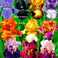 10x Iris germanica – Mix ‚Flowertastic‘ – wurzelnackt - Winterhart - Alle Beetpakete