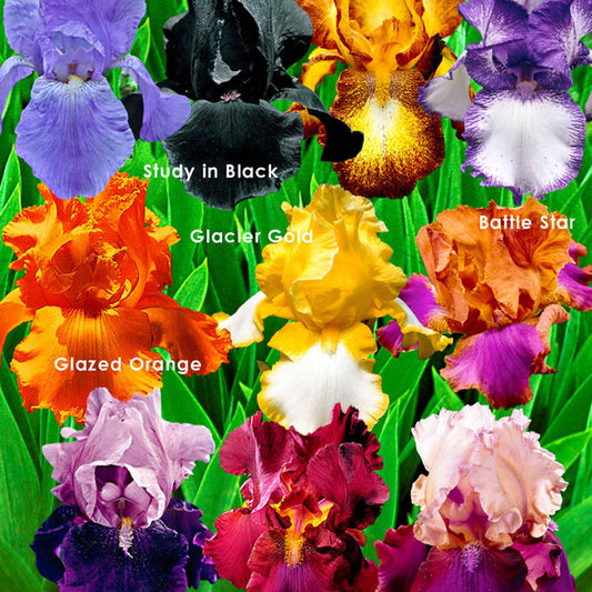 10x Iris germanica – Mix ‚Flowertastic‘ – wurzelnackt - Winterhart - Alle Beetpakete