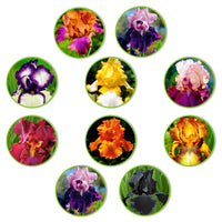 10x Iris germanica – Mix ‚Flowertastic‘ – wurzelnackt - Winterhart - Alle Gartenstauden