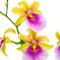Orchidee Miltonia 'Sunset' Gelb-Lila - Nach Trends
