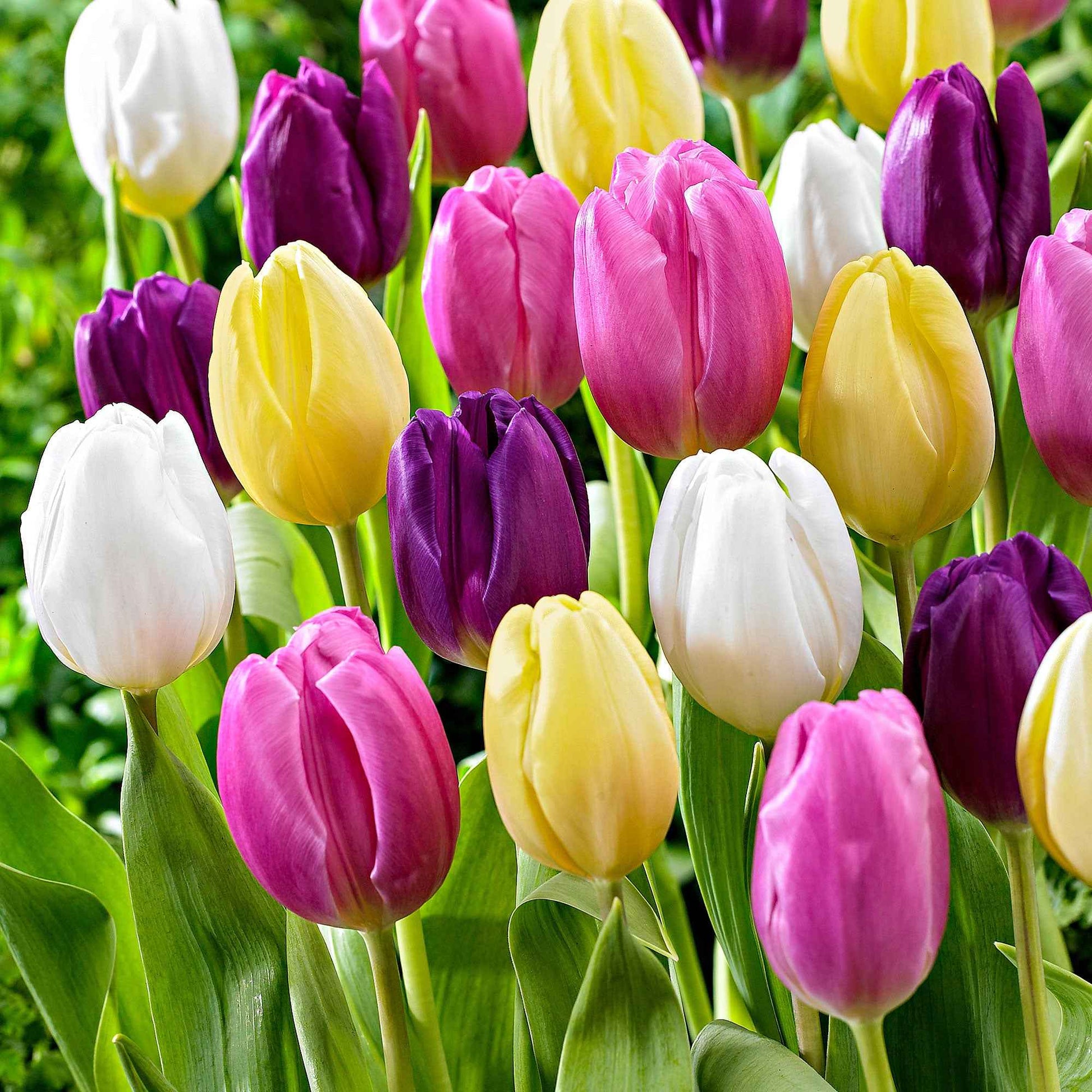 20x Tulpen Tulipa - Mischung 'Regenboog' - Blumenzwiebelpakete