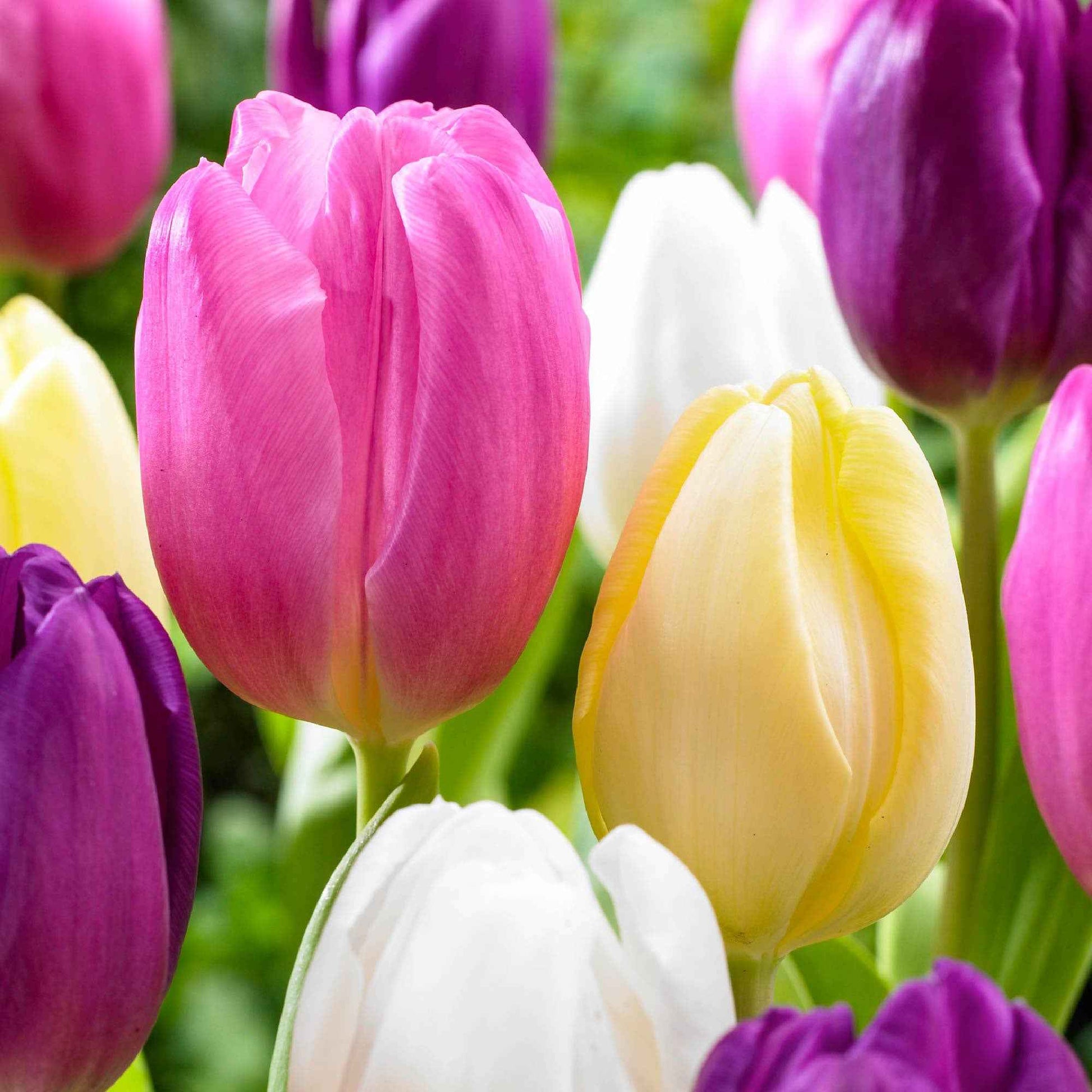 20x Tulpen Tulipa - Mischung 'Regenboog' - Beliebte Blumenzwiebeln