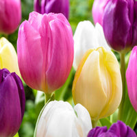 20x Tulpen Tulipa - Mischung 'Regenboog' - Blumenzwiebeln Frühlingsblüher