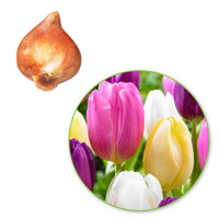 20x Tulpen Tulipa - Mischung 'Regenboog' - Alle Blumenzwiebeln