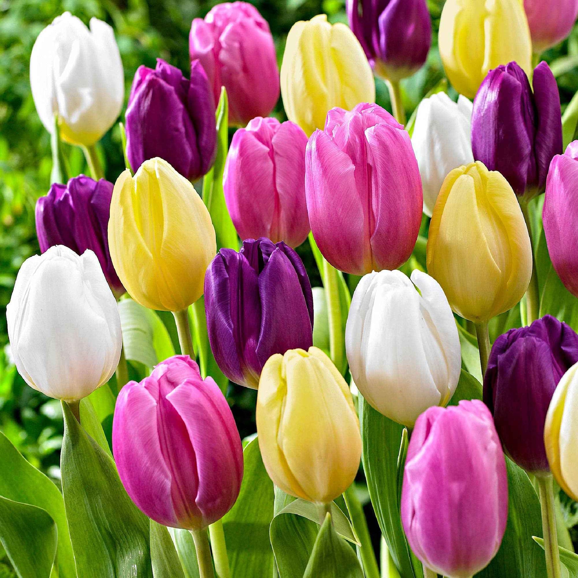 20x Tulpen Tulipa - Mischung 'Regenboog' - Alle beliebten Blumenzwiebeln