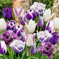 15x Tulpen - Mischung - Alle beliebten Blumenzwiebeln