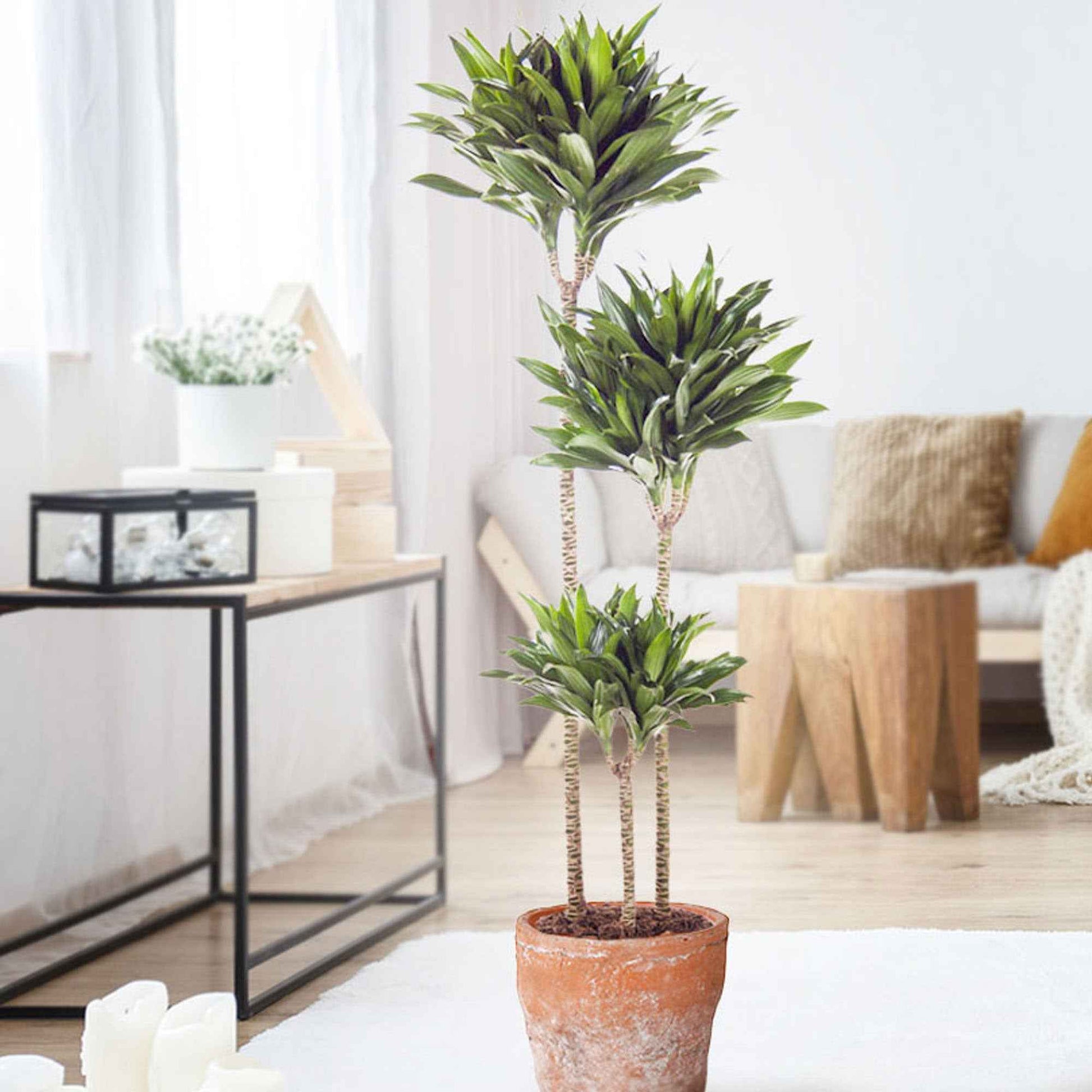 Drachenblutbaum Dracaena 'Compacta' - Beliebte Zimmerpflanzen