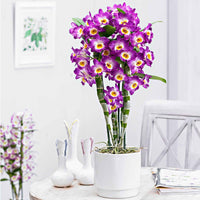 Orchidee Dendrobium 'Comet King Akatsuki' Lila-Weiß - Beliebte blühende Zimmerpflanzen